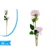 PEONIA